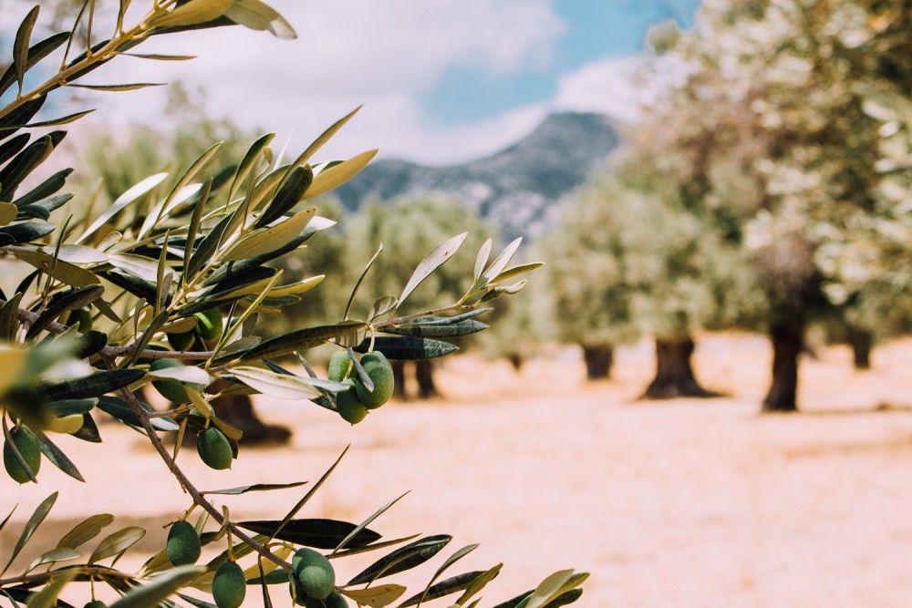 Εφιαλτικά φθίνει η ελαιοκαλλιέργεια στην Ελλάδα&#33;