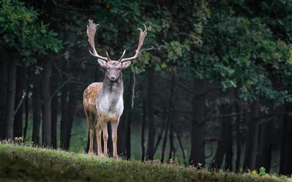 WWF: Περισσότερα από τα δύο τρίτα του ζωικού βασιλείου εξαφανίστηκαν από το 1970 εξαιτίας του ανθρώπου