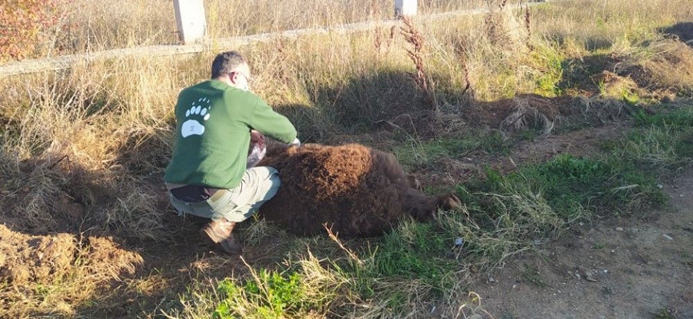 Αρκούδα 250 κιλών νεκρή σε τροχαίο στην Μεσοποταμία Καστοριάς