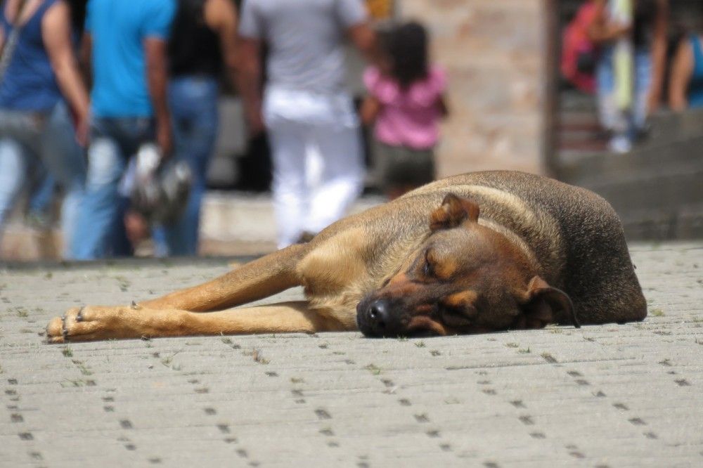 Πρόσβαση στη βάση του ΥπΑΑΤ για τα κατοικίδια αποκτά η ΕΛΑΣ