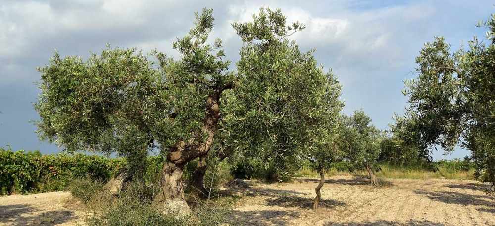 Σοκ στην Ευρυτανία: 53χρονος πυροβόλησε τον αδερφό του στο κυνήγι