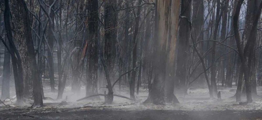 Αργεντινή: Kάηκαν 65.000 στρέμματα δασικών εκτάσεων