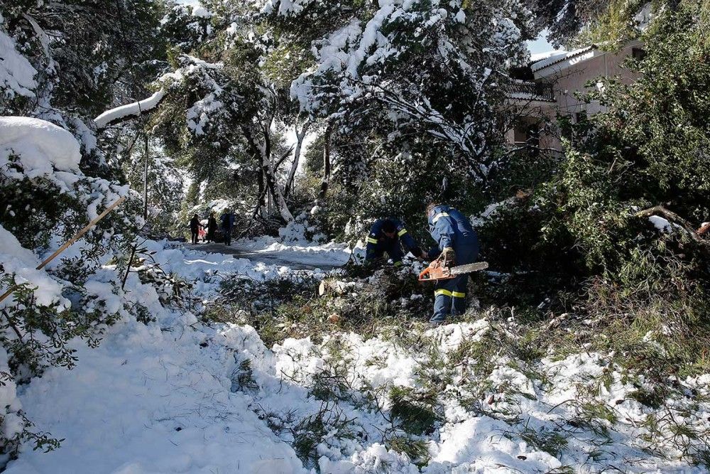 ΚΕΔΕ για το κόψιμο των δέντρων: Δεν είναι ευθύνη των δήμων