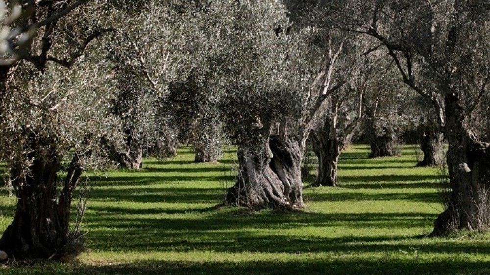 ΠE Νοτίου Αιγαίου: Καταγραφή των αιωνόβιων ελαιόδεντρων με σκοπό την προστασία τους