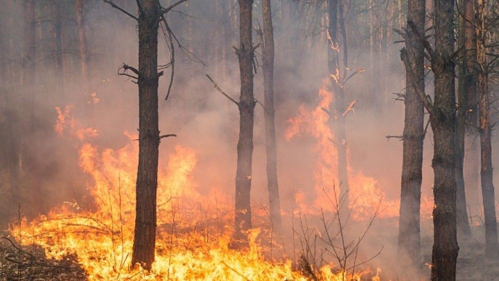 Καλαμάτα: Συνελήφθη 71χρονος για εμπρησμό από πρόθεση