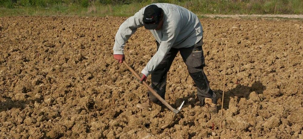 Παρατείνεται η προσωρινή απασχόληση εργατών γης για 3 μήνες