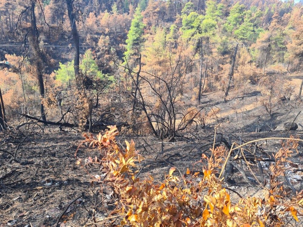 Ξεκίνησαν τα αντιπλημμυρικά σε Εύβοια και Βαρυμπόμπη &#8211; Προχωρά η υλοτομία για καθαρισμό των καμένων