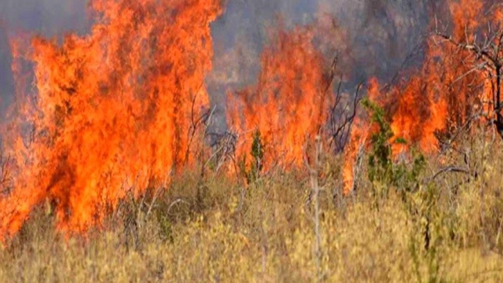 Τριάντα εννέα δασικές πυρκαγιές το τελευταίο 24ωρο σε όλη την Ελλάδα