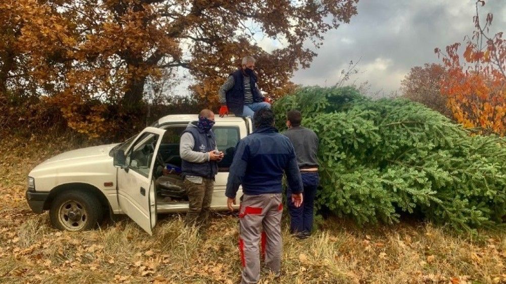 Περιζήτητα τα έλατα Ταξιάρχη Χαλκιδικής στην Ελλάδα και το εξωτερικό