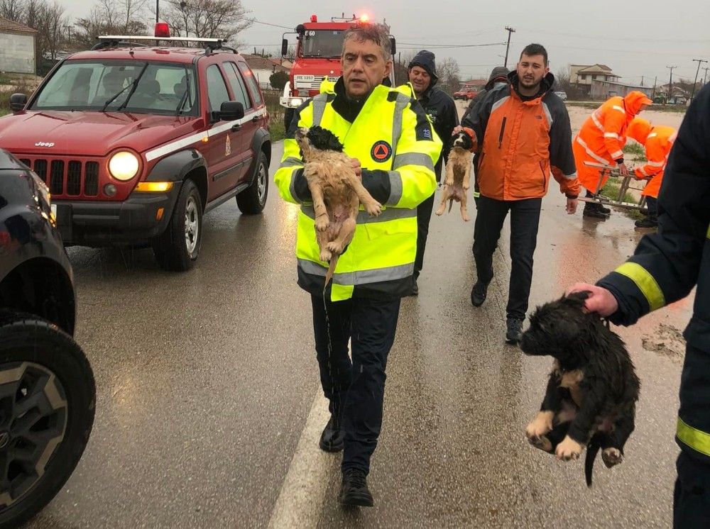 Συγκινητικές στιγμές στα Φάρσαλα: Πυροσβεστική και Αγοραστός έσωσαν τέσσερα κουταβάκια