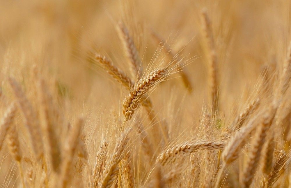 Σε πρωτοφανή ύψη στην ευρωπαϊκή αγορά η τιμή του σίτου