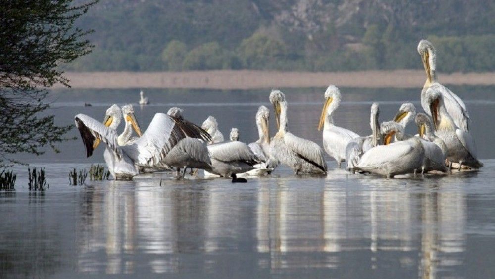 Περισσότεροι από 500 αργυροπελεκάνοι νεκροί στην Πρέσπα από τη γρίπη των πτηνών