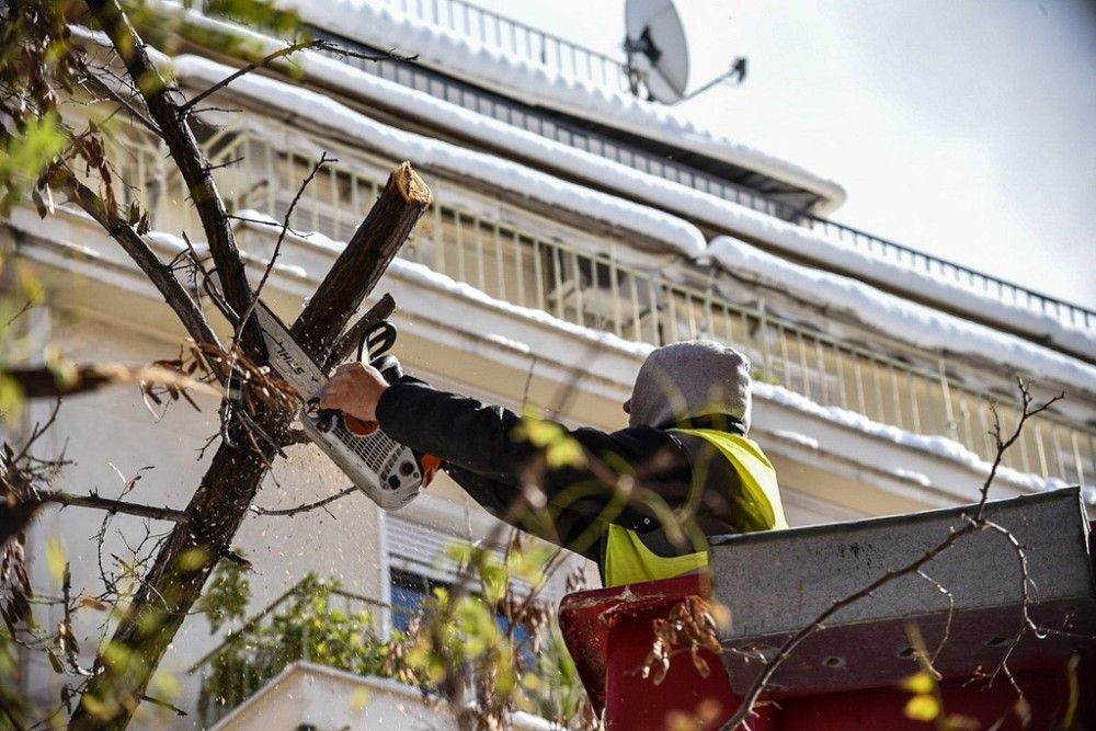 Δήμος Αθηναίων: Φροντίζουμε τα 140.000 δέντρα με γνώση και σεβασμό