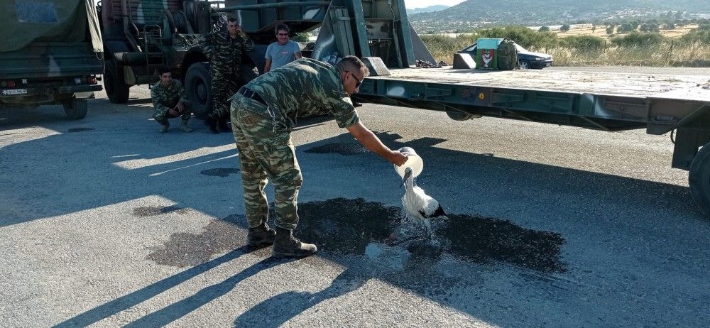 Λέσβος: Στρατιωτικός διέσωσε πελαργό που είχε καεί στα πόδια από την πυρκαγιά