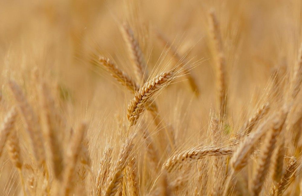 Πιθανόν αυτή την εβδομάδα οι πρώτες εξαγωγές ουκρανικών σιτηρών