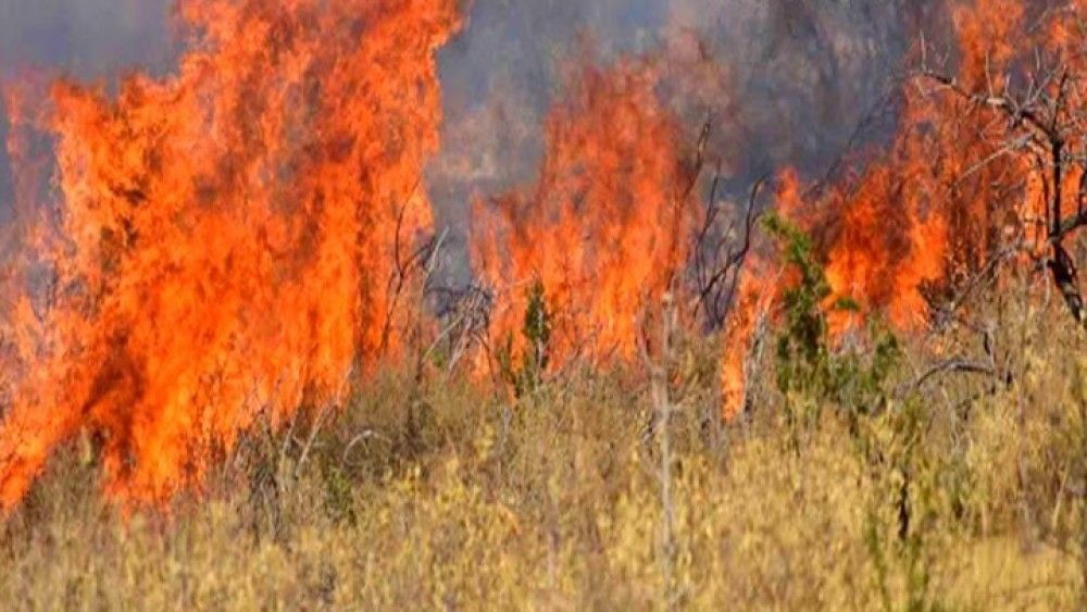 Πυρκαγιά σε χαμηλή βλάστηση στο Γραμματικό Αττικής-Δεν απειλείται κατοικημένη περιοχή