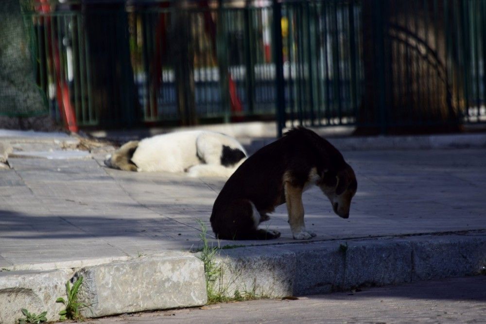 Μεγάλη συναυλία από την λαϊκή ορχήστρα «Μίκης Θεοδωράκης» για τα αδέσποτα ζώα