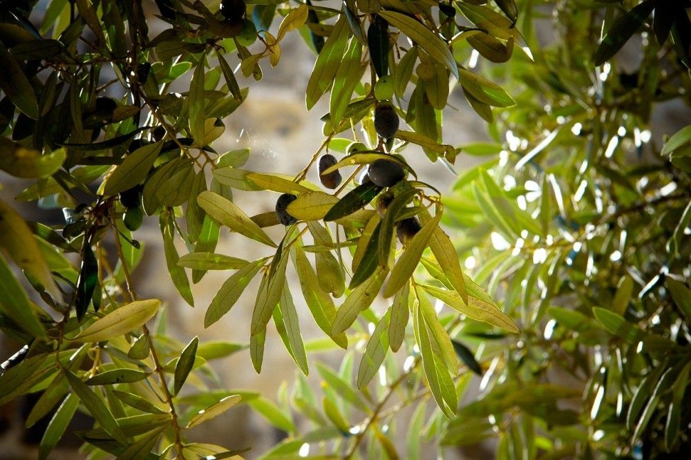 Ταξιδεύοντας στην ιστορία του ευλογημένου καρπού της Μεσογείου