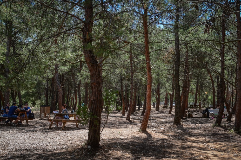 Συμφέροντα θέλουν να χτίσουν καμένο δάσος της Αργολίδας