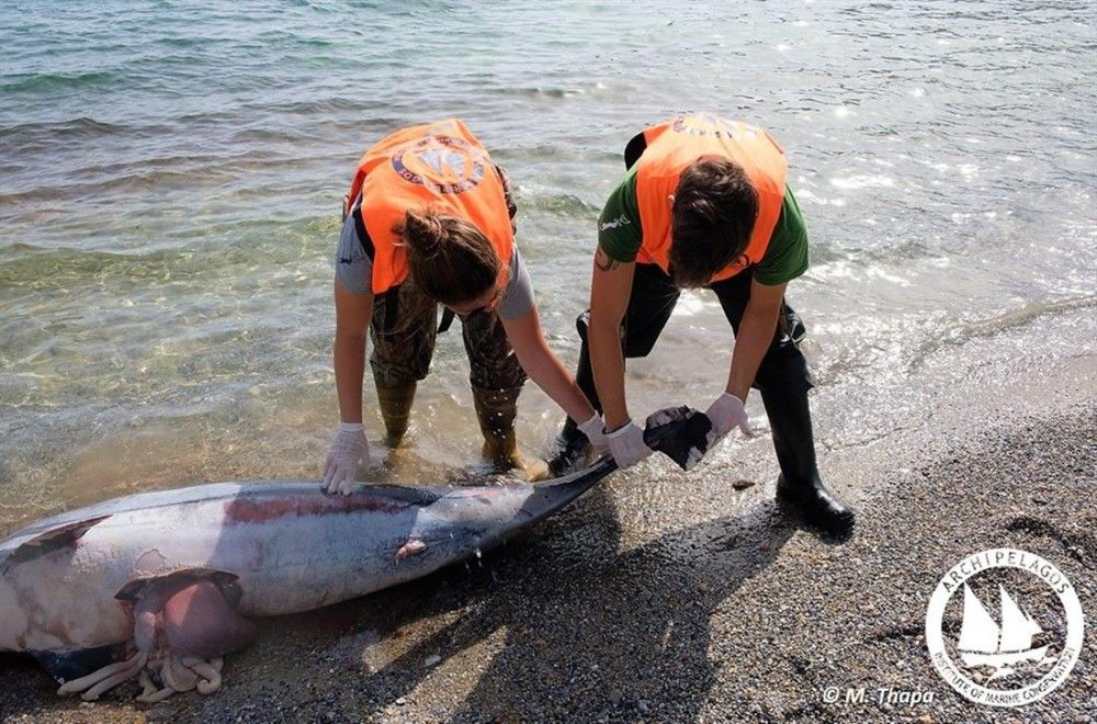 Έκοψαν με μαχαίρι τα πτερύγια δελφινιών και τα άφησαν να πνιγούν&#33;