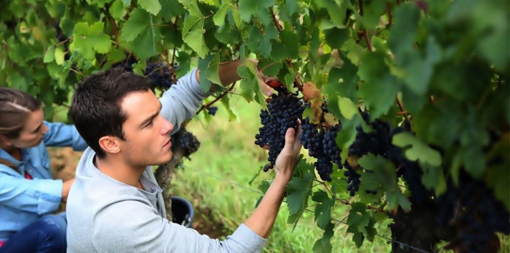 Παρατείνεται έως 30 Σεπτεμβρίου η προθεσμία καταβολής της εισφοράς των αγροτών στον ΕΛΓΑ