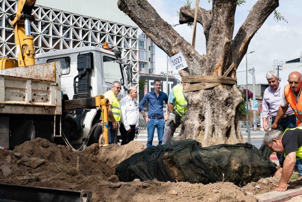 Αιωνόβιες ελιές στην Ιερά οδό από τον Δήμο Αθηναίων