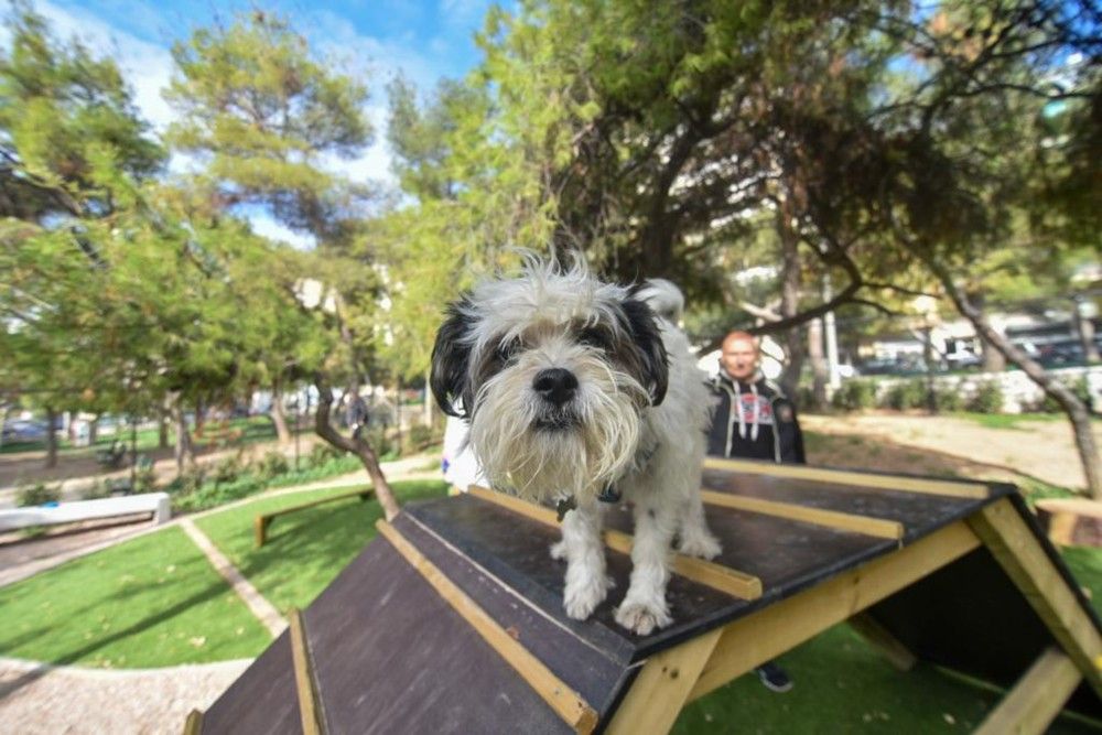 5 λόγοι για τους οποίους ο σκύλος σας κλαψουρίζει – Και πώς να τον κάνετε να σταματήσει