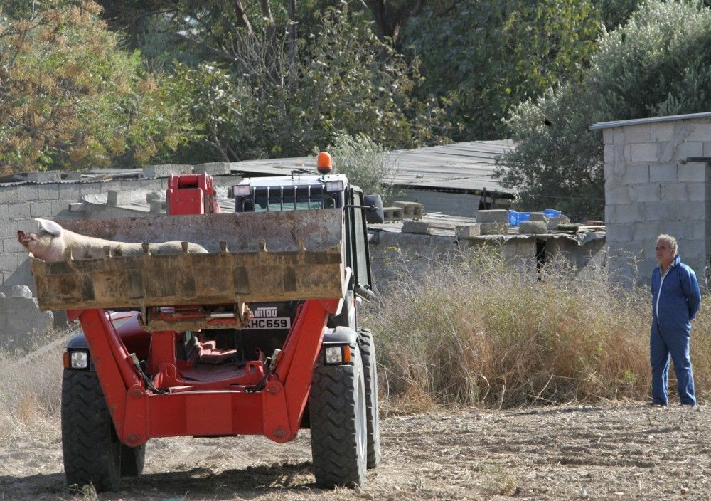 Θεσσαλονίκη: κρούσμα αφρικανικής πανώλης των χοίρων σε εκτροφή στον Δήμο Βόλβης