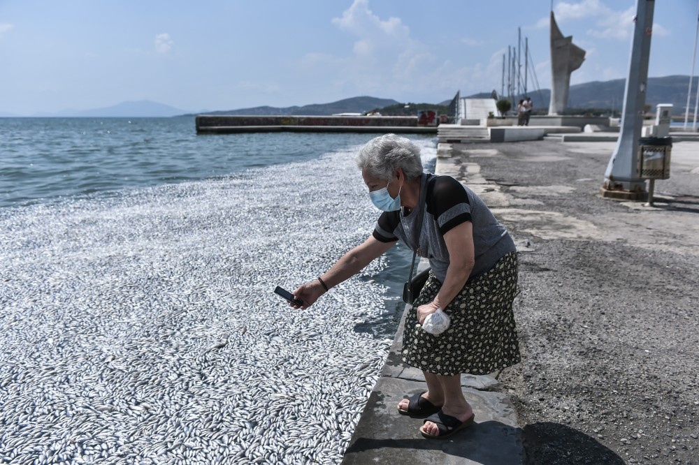 Βόλος: σε ποιες παραλίες συνιστάται η αποφυγή κολύμβησης λόγω των νεκρών ψαριών